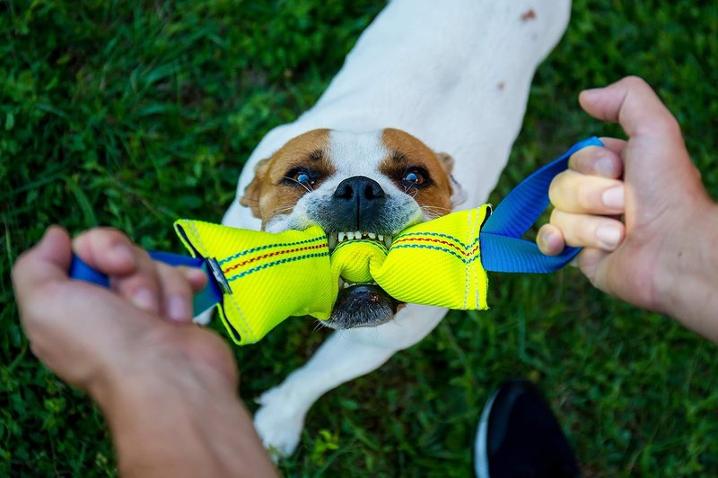 Bull Fit Dog Bite Tug Toy - Durable Fire Hose Tug with 2 Strong Handles | Perfect for Medium to Large Dogs, Tug of War & Training