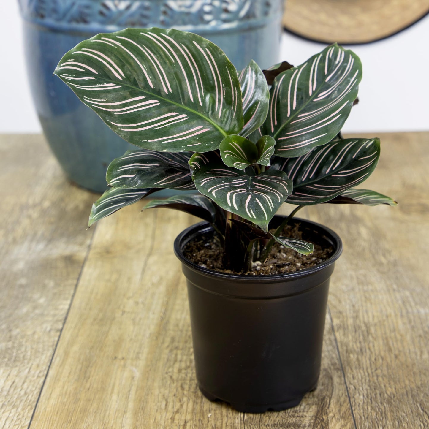 Calathea Prayer Plants Live House Plants (4PK), Pet Friendly Indoor Plants, Prayer Plant Houseplant Pack, Grower's Choice Calathea Plant Mix, Live Houseplants for Home and Office by Plants for Pets