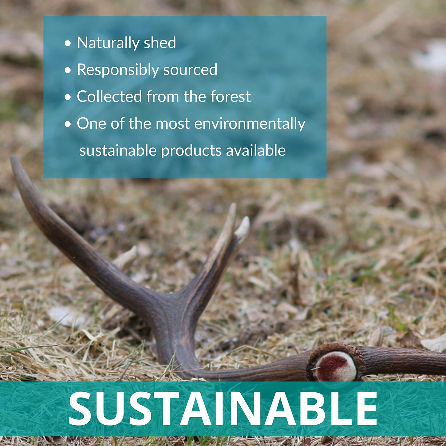 Two Antler Chews for Puppies, SMALL, Sustainable, Naturally Shed, Deer Antlers, Puppy Toys, Small Dog Toys