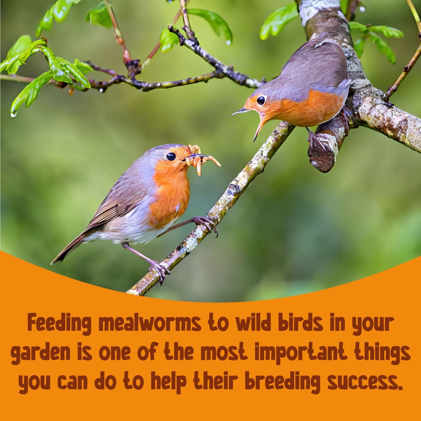 Chubby Mealworms (5 Litre), Dried Mealworms For Wild Birds, Protein Rich Dried Meal Worm High Energy for WildBirds, Reptiles, Gecko