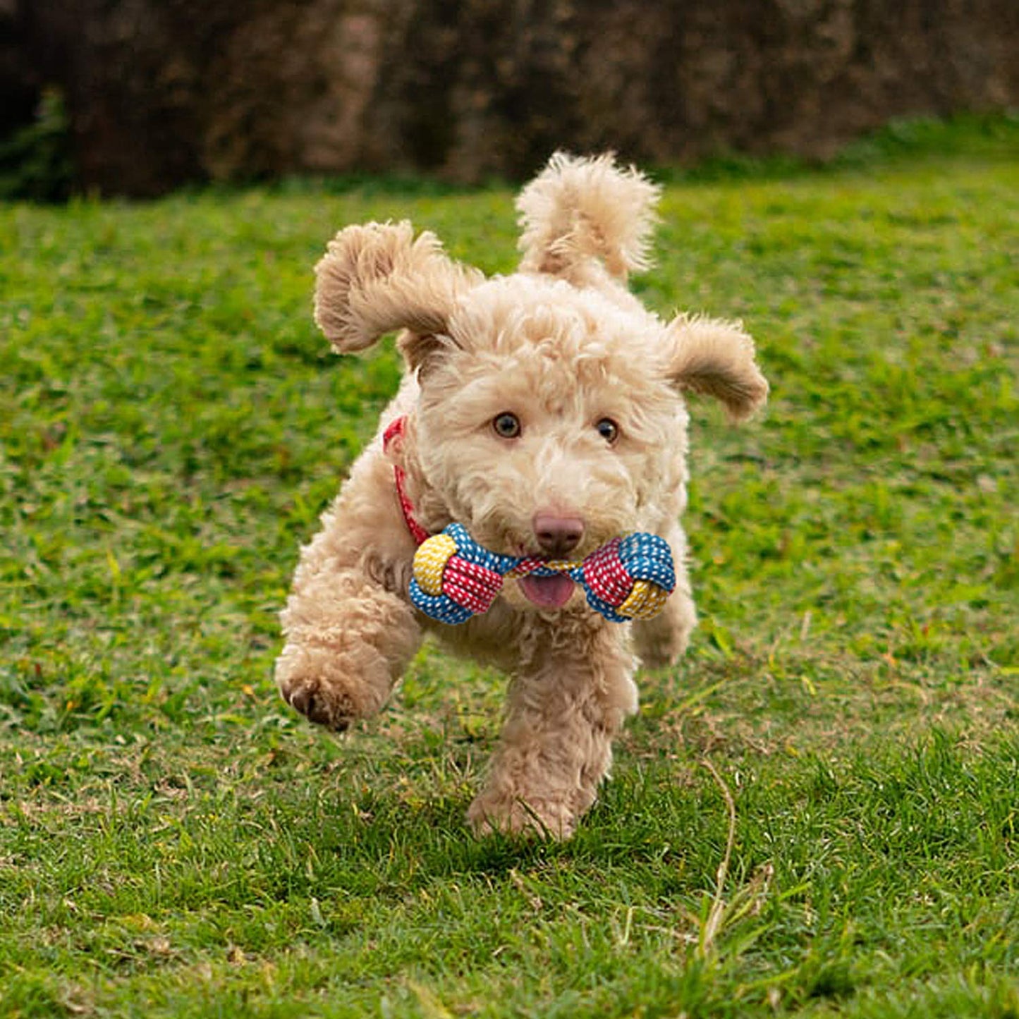 Toozey Dog Toys - 7 Pack Puppy Toys from 8 Weeks Small Dog - Interactive Chew Rope Toys, Non-Toxic Natural Cotton, Relieves Boredom