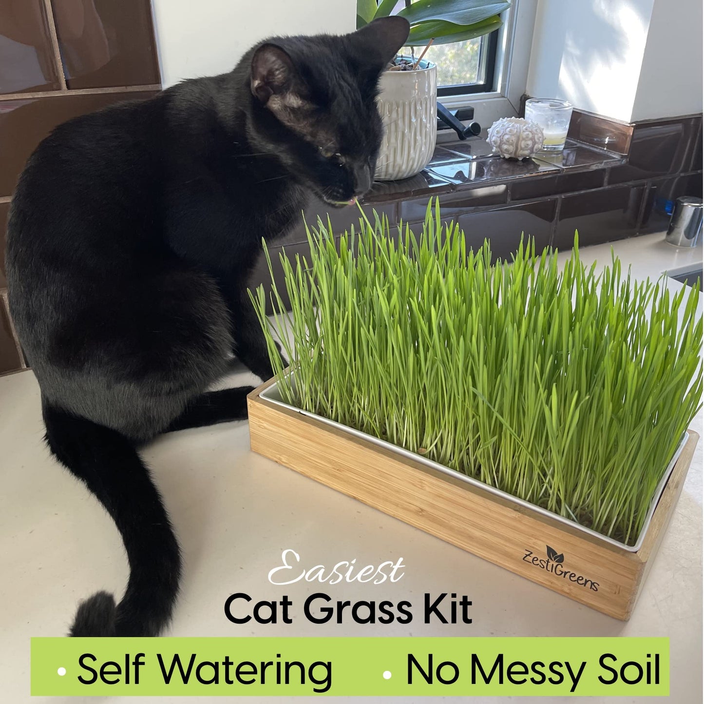 Cat Grass Refills for Self Watering Cat Grass Kit - 4 Mats and 4 Cat Grass Seed Packets (Refill Kit)