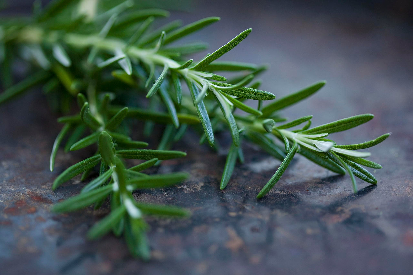 Large Rosemary herb Plant in a one and a Half Litre Pot, Upright Evergreen Plant
