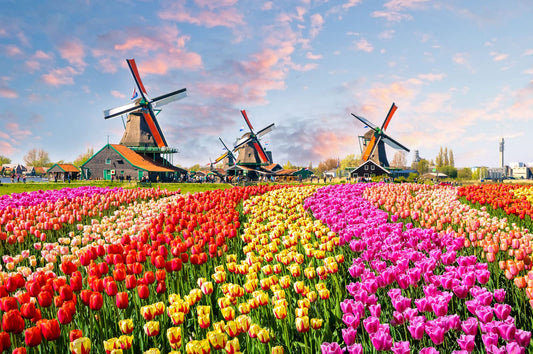 1000 Piece Puzzle for Adults Dutch Windmill Puzzle 1000 Piece Tulip Fields Puzzles Tulips Flowers Jigsaw Puzzles 1000 Pieces Holland Spectacular Flower Fields Landscape Puzzles