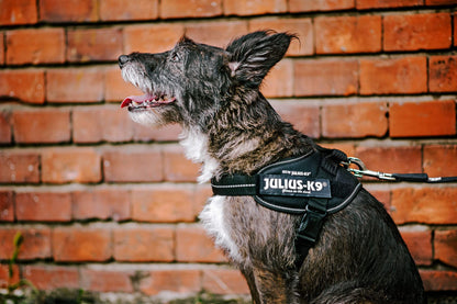 Julius-K9 IDC Powerharness, Blue, S/Mini