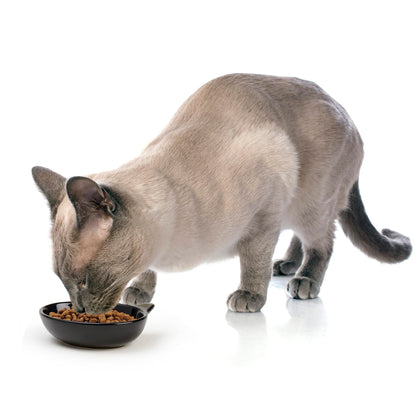PetRageous 10011 Oval Frisky Kitty Stoneware Cat Bowl 5.5-Inch Wide and 1.5-Inch Tall Saucer with 5.3-Ounce Capacity and Dishwasher Safe is Great for Cats, Ceramic, Black