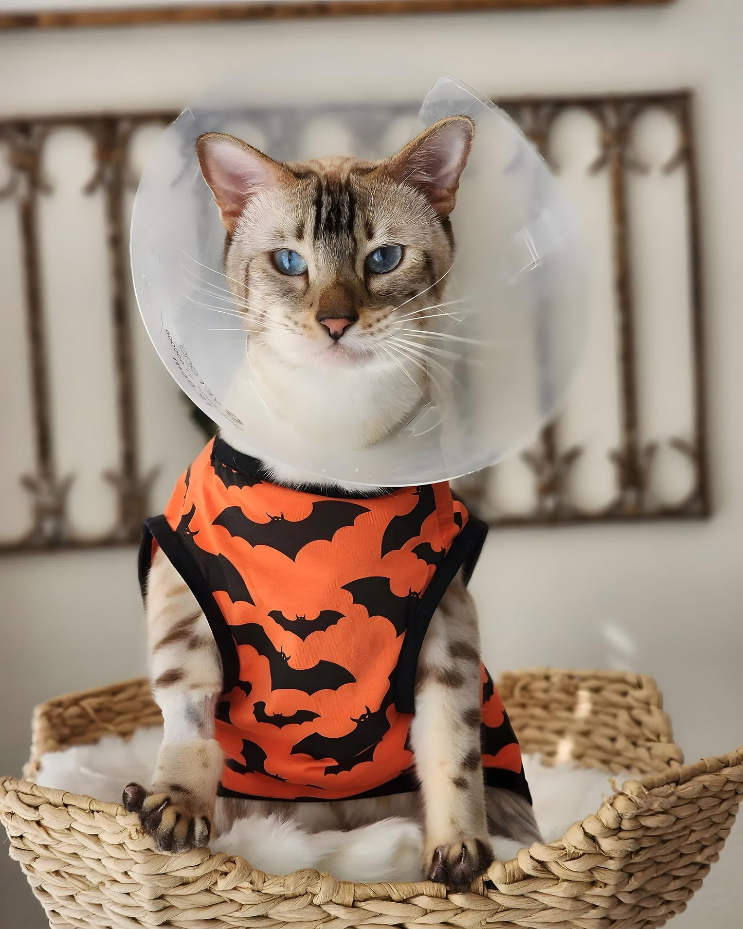 Fitwarm 100% Cotton Halloween Dog Clothes Scary Bat Dog Costumes Doggie Shirts Puppy Shirt Pet Vest Tank Top Cat Tee Orange X-Small