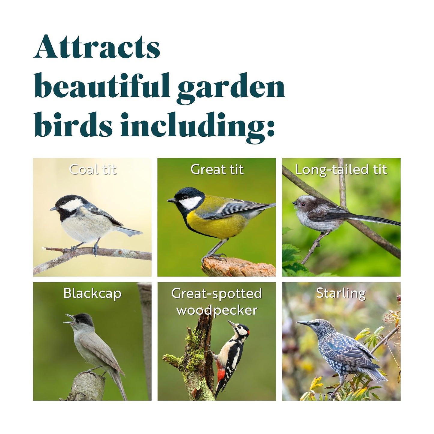 Coconut Bird Feeder Halves, Wild Bird Food for Small Birds with Suet, Dried Mealworms, Seeds, and Cereals, High Energy Food, Filled in the UK, Suitable for Year-Round Feeding - RSPB x 10 (320g)