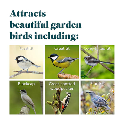 Coconut Bird Feeder Halves, Wild Bird Food for Small Birds with Suet, Dried Mealworms, Seeds, and Cereals, High Energy Food, Filled in the UK, Suitable for Year-Round Feeding - RSPB x 10 (320g)