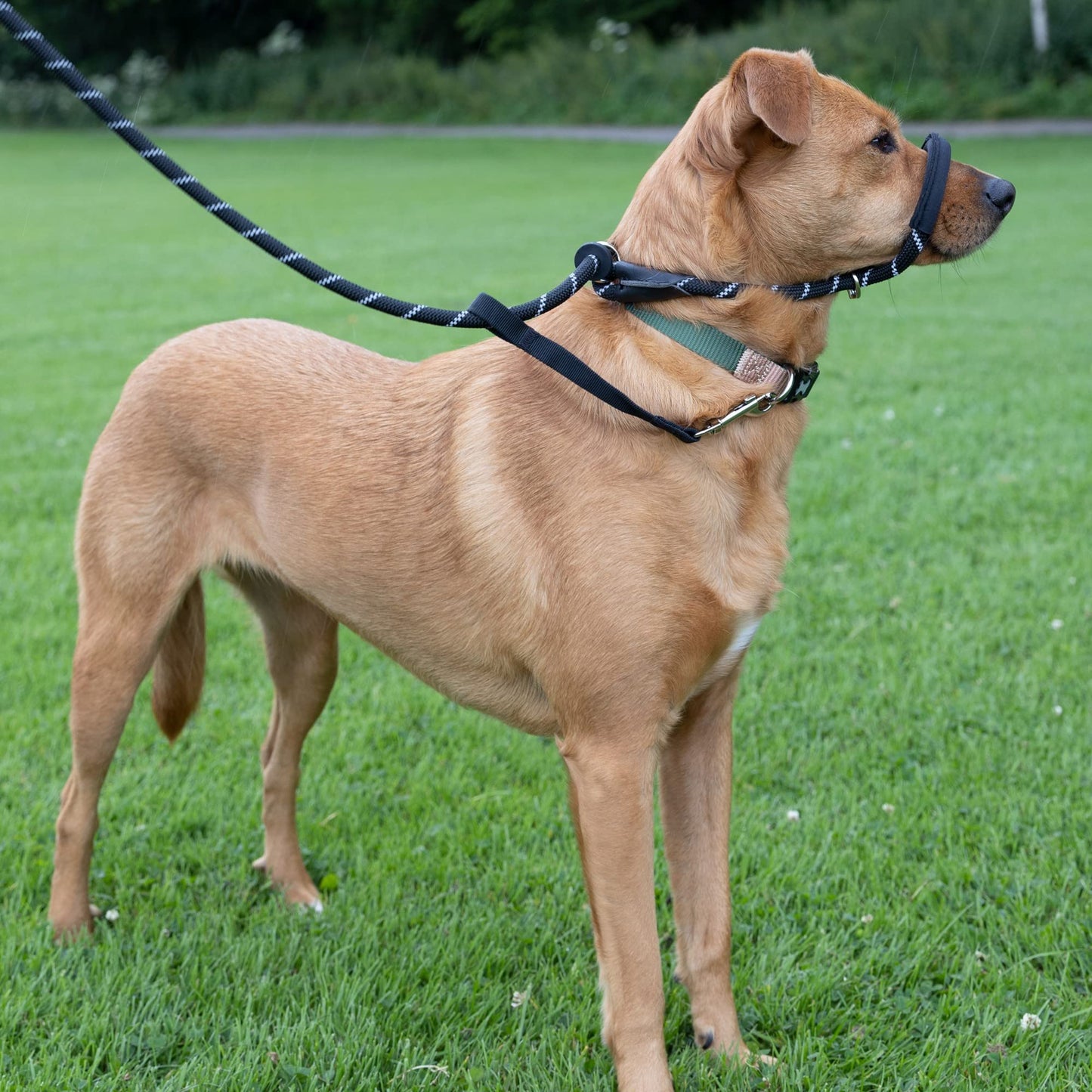 Total Pet Figure of 8 Dog Lead - Anti Pull Stop Dogs Pulling - Rope Slip Leads with Padded Nose Support (Medium/Large) Black