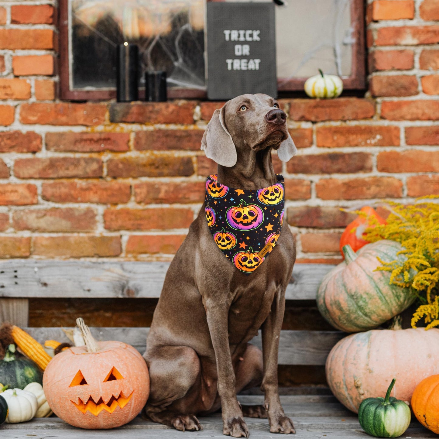 THLOH Halloween Dog Bandanas - 2 Pack Reversible Pumpkin and Bat Pet Scarf for Boys and Girls | Fall Dog Bibs | Premium Durable Fabric | Holiday Dog Bandana for Medium and Large Dogs (Large)