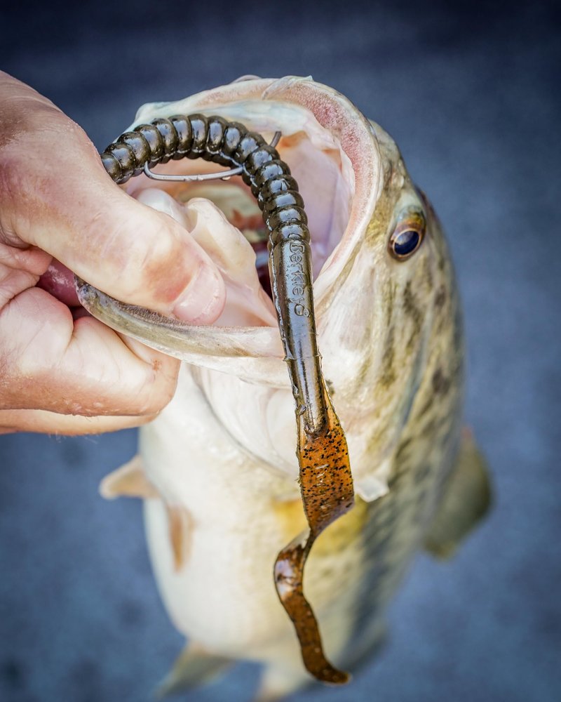 Berkley PowerBait® Power Worm Fishing Bait, Midnight Fire, 7in | 18cm, Irresistible Flavor, Classic Curly Tail Worm Profile, Ideal for Spring, Summer and Fall Fishing