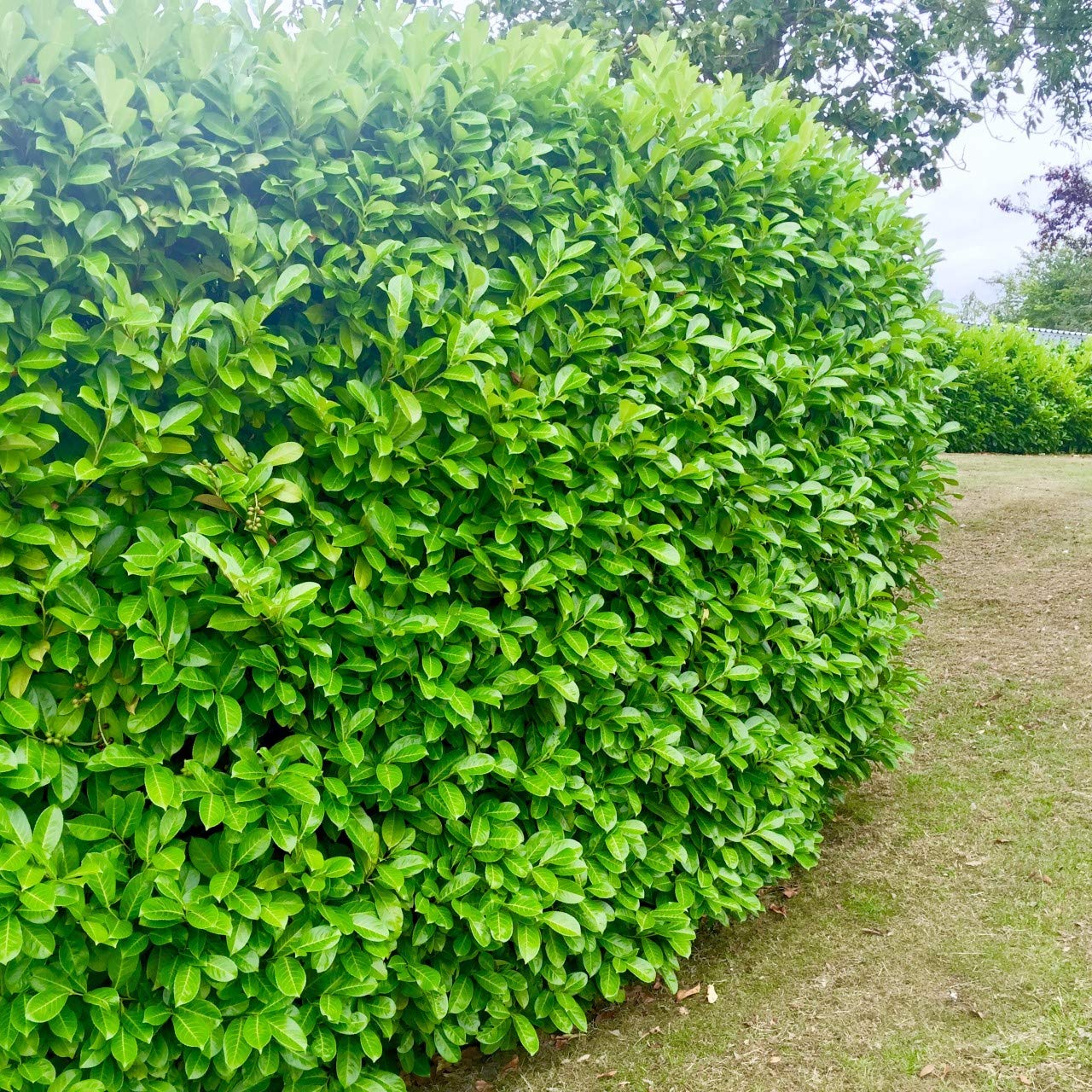 10 Cherry Laurel Evergreen Hedging 40-60cm Potted Not Bareroot by Sunnyside Nurseries