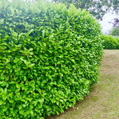 10 Cherry Laurel Evergreen Hedging 40-60cm Potted Not Bareroot by Sunnyside Nurseries