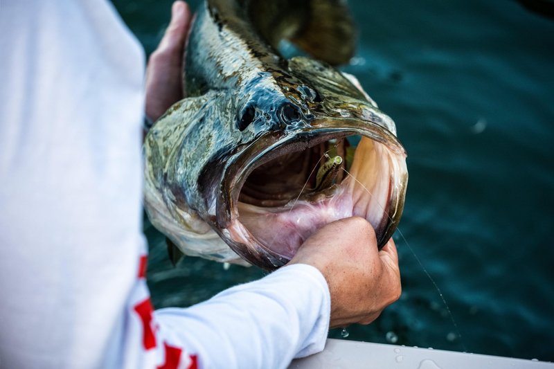 Berkley PowerBait The Champ Minnow Fishing Bait, HD Emerald Shiner, 2.5in, Irresistible Scent and Flavor, Ideal for Bass and Walleye
