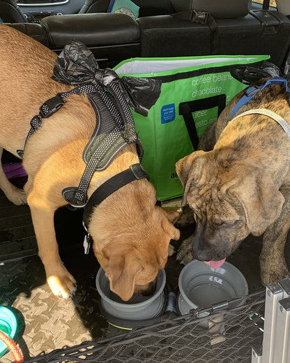 KALLAK Portable 2 in 1 Pet Bowls with Zipper Carrying Case and Carabiner, Collapsible Double Travel Dog Bowls for Food and Water Feeding, Foldable Camping Dog Cat Bowl