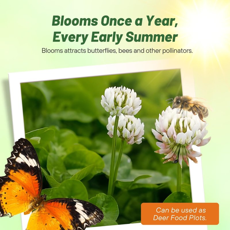 Outsidepride Perennial White Dutch Clover Seed - 1 lbs. Nitrocoated, Inoculated Clover Seeds for Lawn Alternative, Erosion Control, Food Plots, Ground Cover, & Pasture Mixtures in USDA Zones 3-10