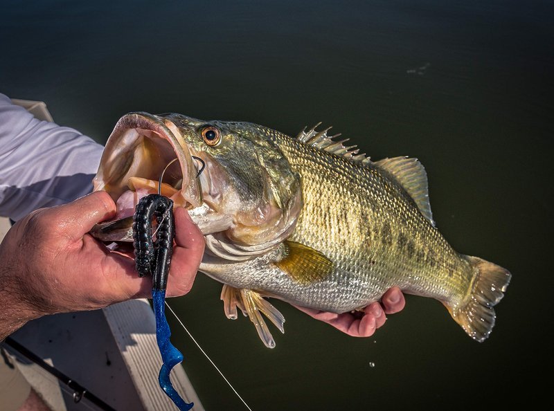Berkley PowerBait® Power Worm Fishing Bait, Midnight Fire, 7in | 18cm, Irresistible Flavor, Classic Curly Tail Worm Profile, Ideal for Spring, Summer and Fall Fishing
