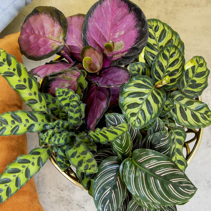 Calathea Prayer Plants Live House Plants (4PK), Pet Friendly Indoor Plants, Prayer Plant Houseplant Pack, Grower's Choice Calathea Plant Mix, Live Houseplants for Home and Office by Plants for Pets