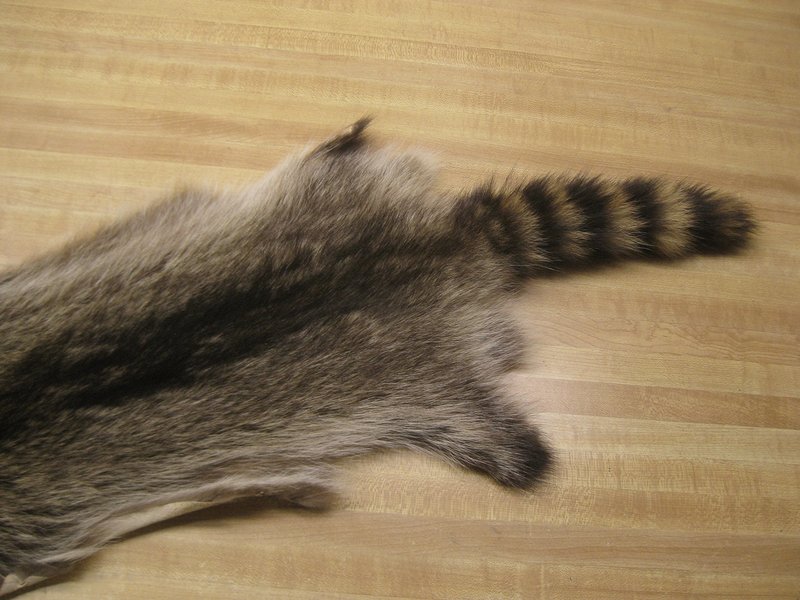 Tanned Raccoon Hide #2 Quality Fur Coats Pelt