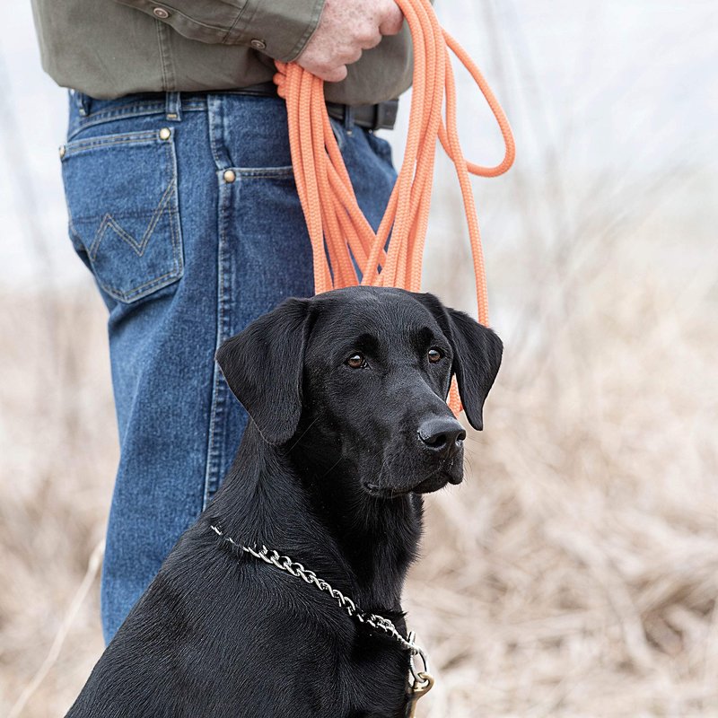 SportDOG Orange Check Cord - High-Visibility Floating Check Cord - Lightweight Tangle-Free Long Dog Training Lead with Heavy-Duty Brass Snap