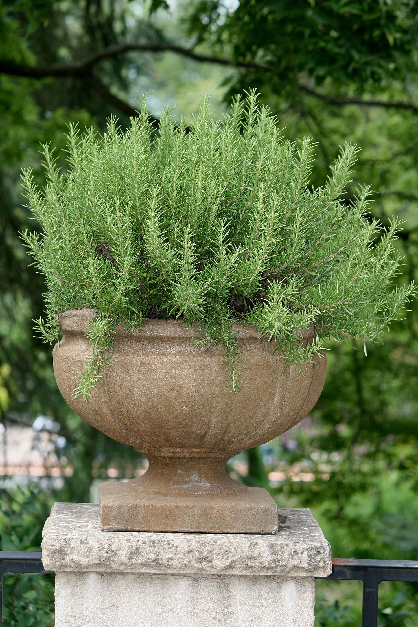 Large Rosemary herb Plant in a one and a Half Litre Pot, Upright Evergreen Plant