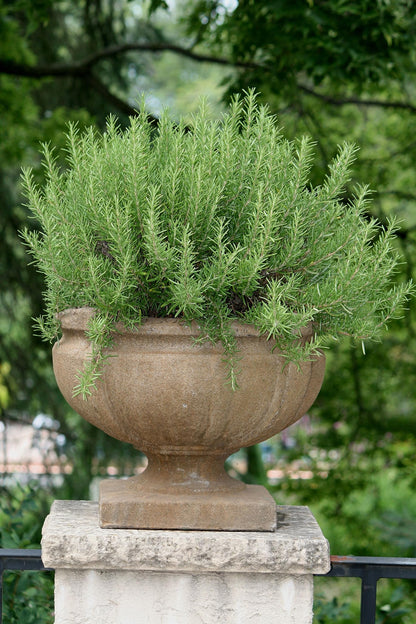 Large Rosemary herb Plant in a one and a Half Litre Pot, Upright Evergreen Plant