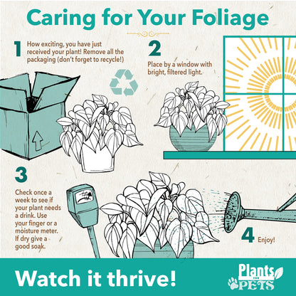 Calathea Prayer Plants Live House Plants (4PK), Pet Friendly Indoor Plants, Prayer Plant Houseplant Pack, Grower's Choice Calathea Plant Mix, Live Houseplants for Home and Office by Plants for Pets