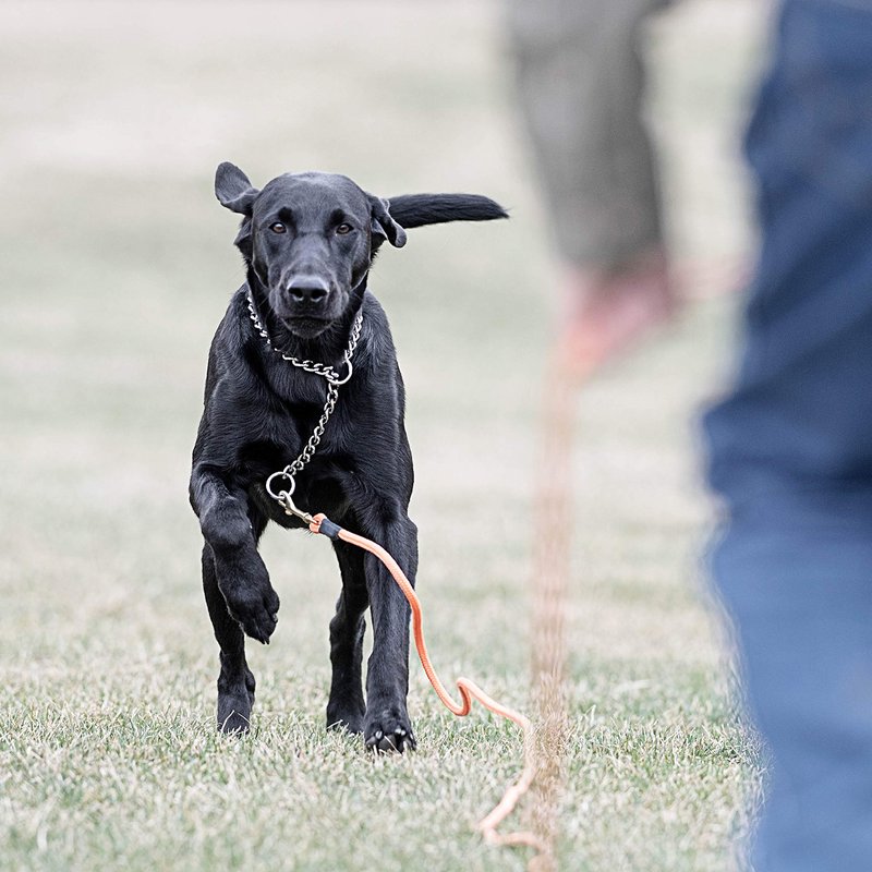 SportDOG Orange Check Cord - High-Visibility Floating Check Cord - Lightweight Tangle-Free Long Dog Training Lead with Heavy-Duty Brass Snap