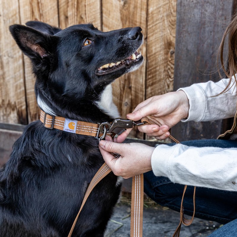 Carhartt Dual Handle Dog Leash, Durable Nylon Webbing Fabric W/Secure Metal Trigger Claw Clasp, Deep Wine, Large
