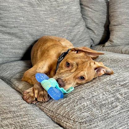 Nylabone Puppy Teething Chew Toy Freezer Bone with Soothing Cloth, Peanut Butter Flavour, S, for Puppies Up to 11 kg
