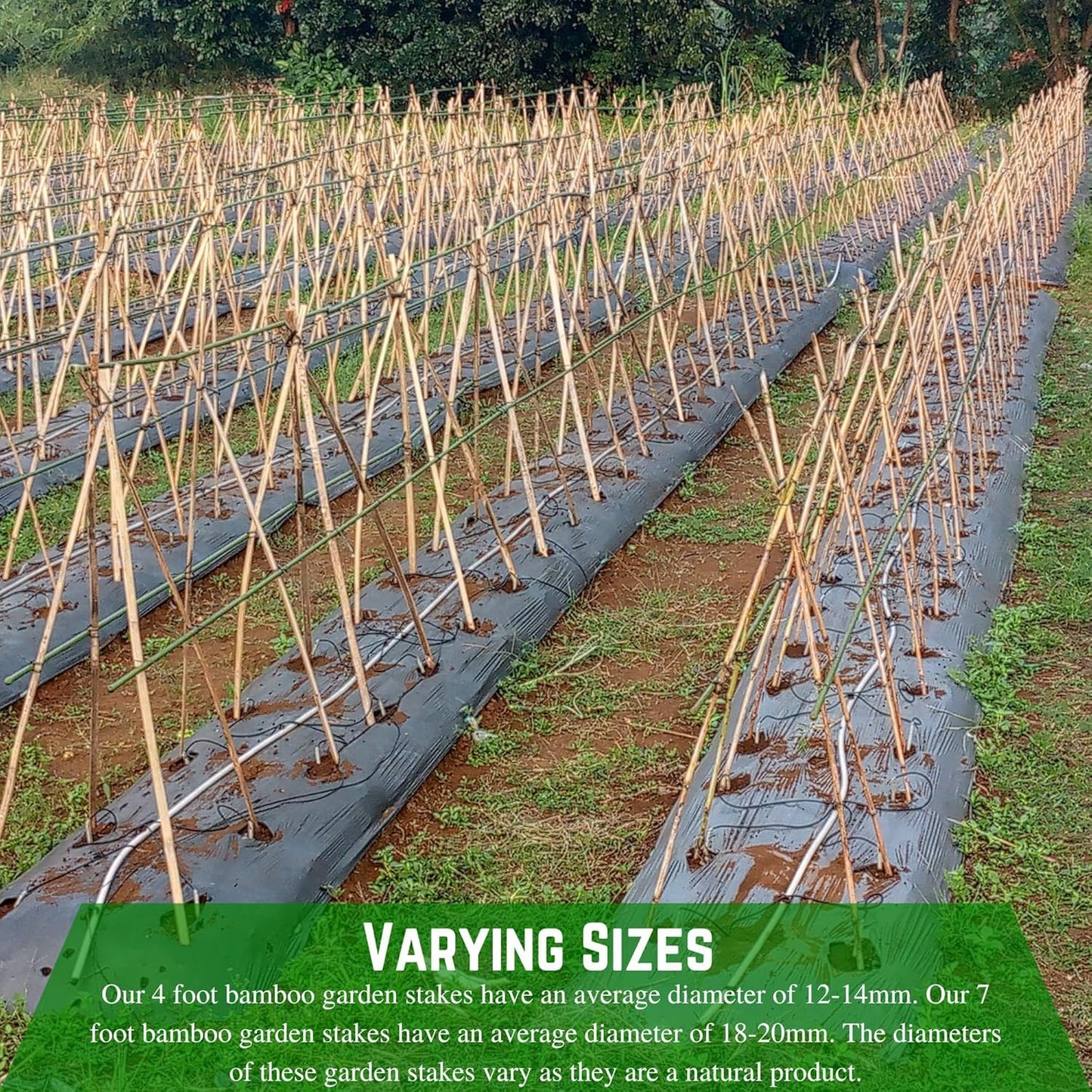 Farm Plastic Supply - Bamboo Garden Stakes - Bambo Sticks, Bamboo Plant Stakes for Outdoor Plants, Plant Support Stakes for Indoor Plants (4 Foot, 25)