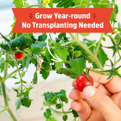 Back to the Roots Cherry Tomato Organic Windowsill Planter Kit - Grows Year Round, Includes Everything Needed For Planting