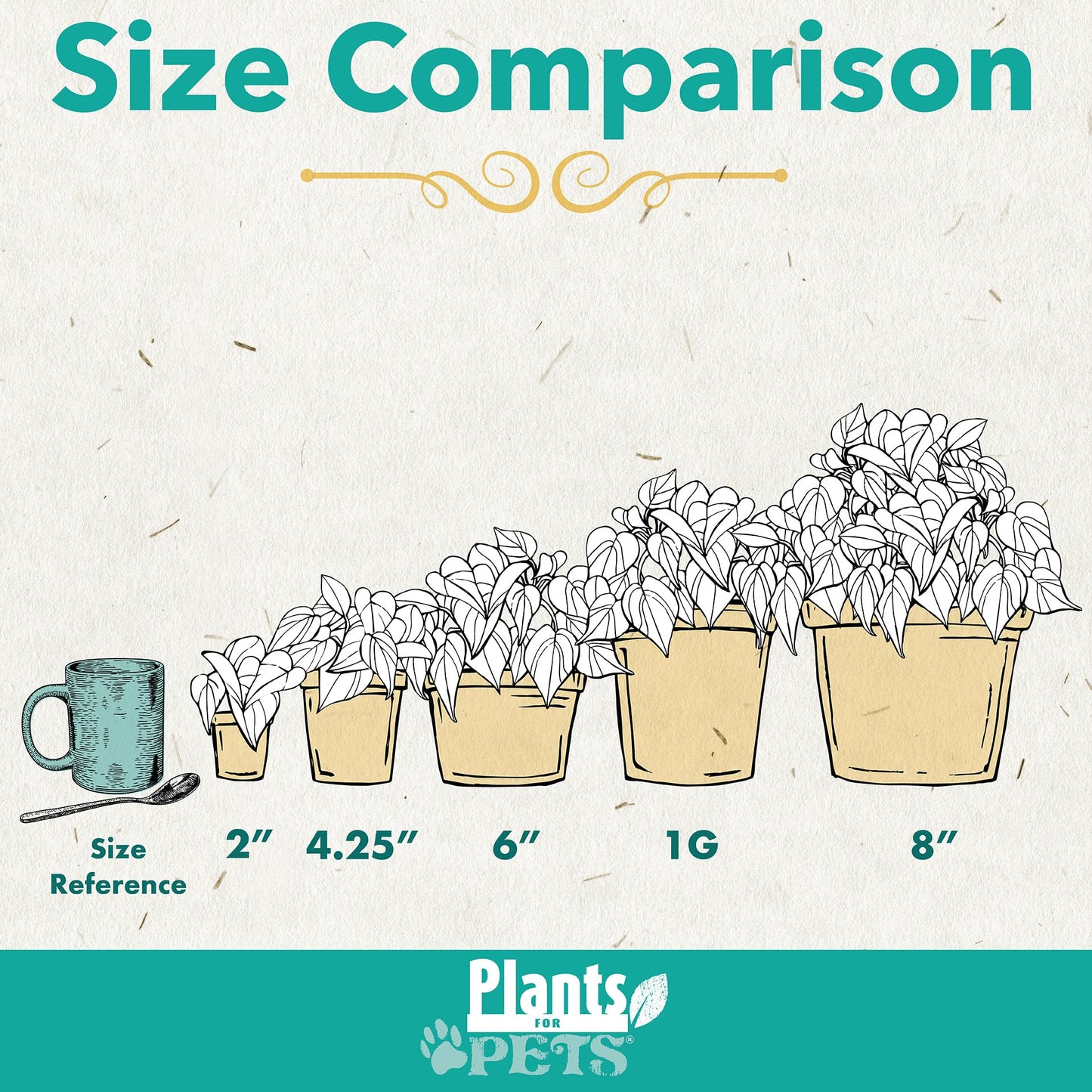 Calathea Prayer Plants Live House Plants (4PK), Pet Friendly Indoor Plants, Prayer Plant Houseplant Pack, Grower's Choice Calathea Plant Mix, Live Houseplants for Home and Office by Plants for Pets