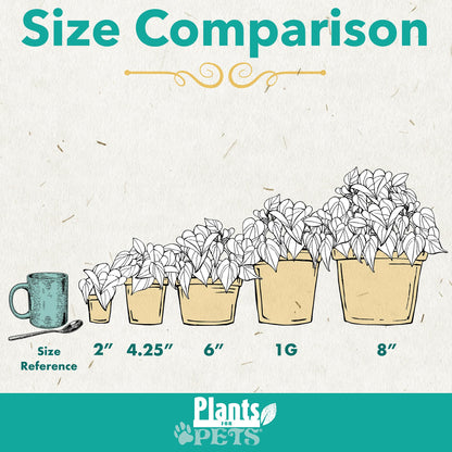 Calathea Prayer Plants Live House Plants (4PK), Pet Friendly Indoor Plants, Prayer Plant Houseplant Pack, Grower's Choice Calathea Plant Mix, Live Houseplants for Home and Office by Plants for Pets