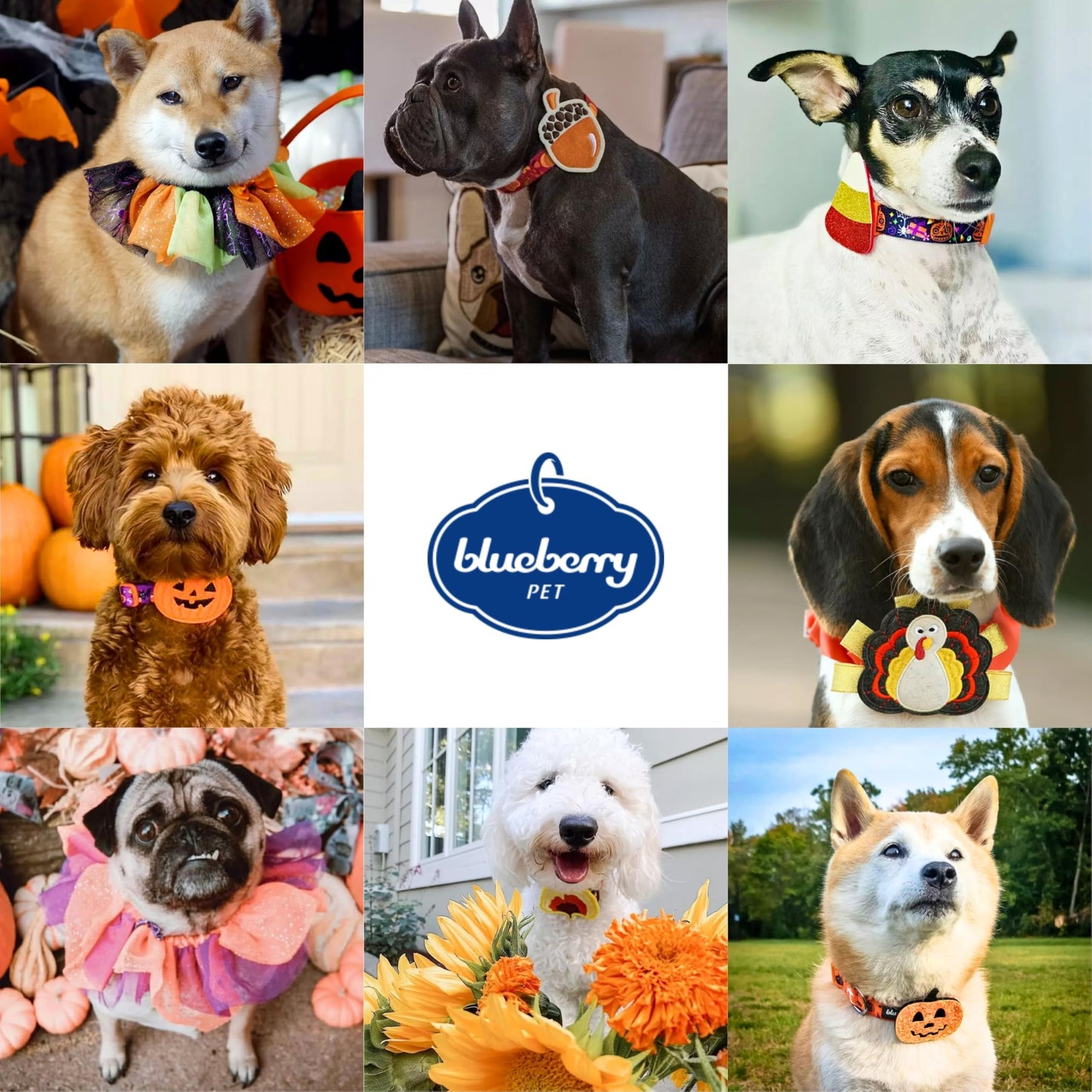 Blueberry Pet Halloween Pumpkin Party Designer Adjustable Dog Collar with Detachable Decoration, Medium, Neck 14.5"-20"