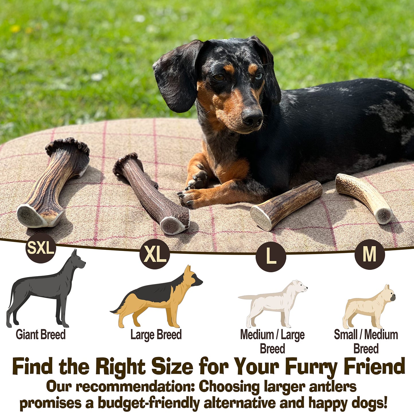 Antler Chew – Large Antler Dog Chew (130–180g, From 13cm) | Naturally Shed & Sanded | Long-Lasting, Odourless Chew for Moderate Chewers | Supports Dental Health