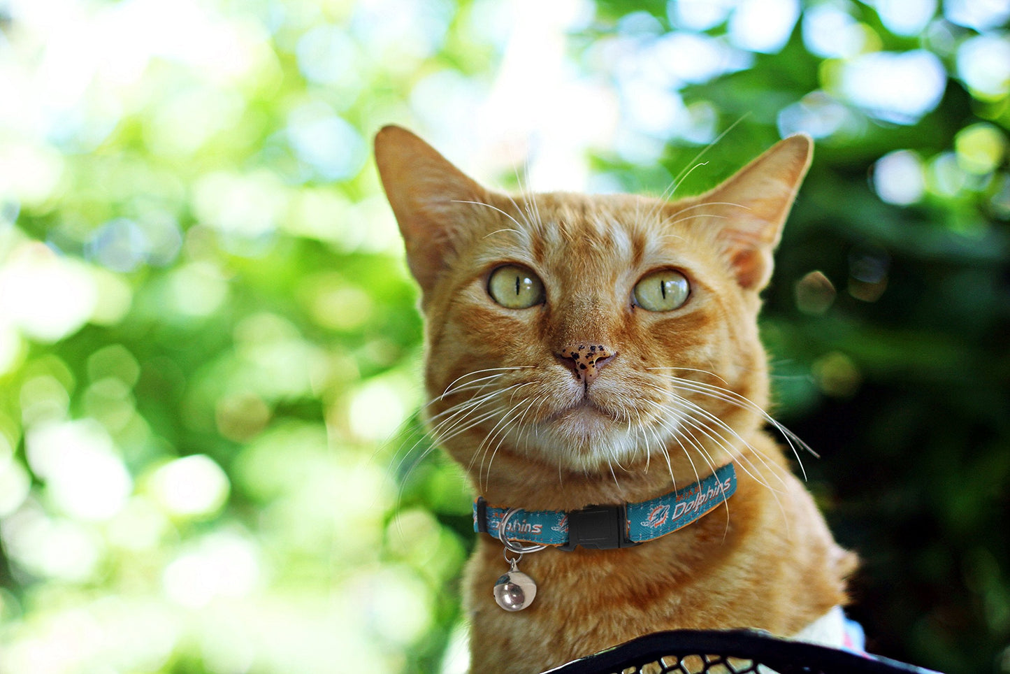 Pets First COLLAR for CATS - NFL MIAMI DOLPHINS CAT COLLAR. - Strong & Adjustable FOOTBALL Cat Collars with Metal Jingle Bell