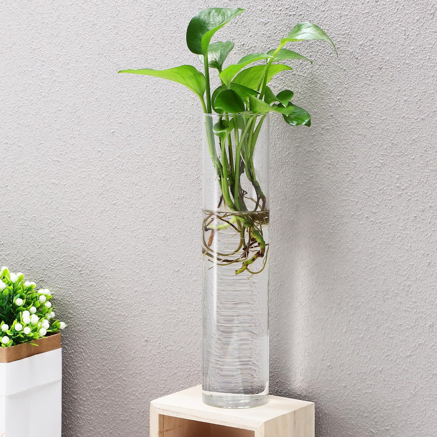 BETOOKY Wall Hanging Glass Vases for Indoor Plants 2pcs, Large Round Tube Hydroponic Propagation Station Terrariums, Wall Holders for Home Décor and Flower Display