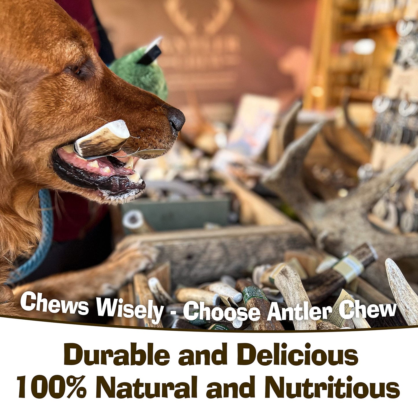 Antler Chew – Large Antler Dog Chew (130–180g, From 13cm) | Naturally Shed & Sanded | Long-Lasting, Odourless Chew for Moderate Chewers | Supports Dental Health