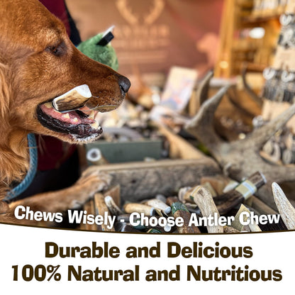Antler Chew – Large Antler Dog Chew (130–180g, From 13cm) | Naturally Shed & Sanded | Long-Lasting, Odourless Chew for Moderate Chewers | Supports Dental Health