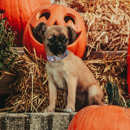 Babole Pet Halloween Dog Collar for Medium Dogs - Cute Halloween Ghost Pumpkin Dog Collars, Adjustable Heavy Duty Pet Holiday Collar with Metal Buckle M