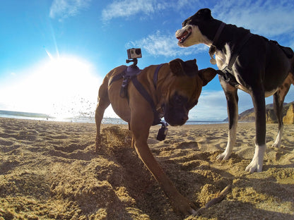 GoPro Fetch Dog Harness - Official GoPro Mount