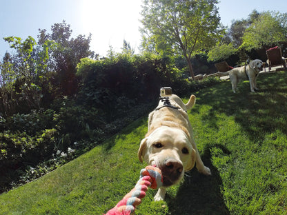 GoPro Fetch Dog Harness - Official GoPro Mount