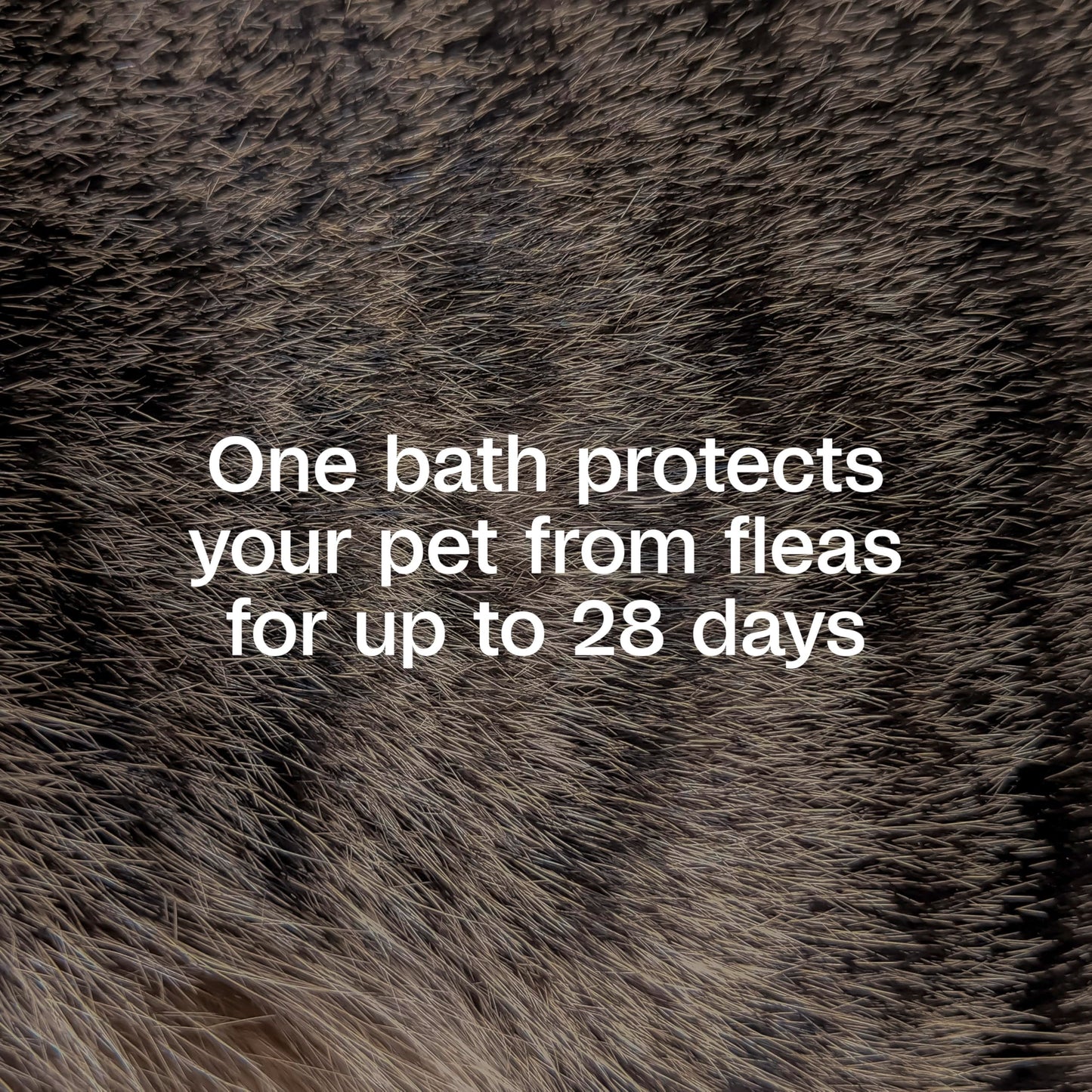 ADAMS Plus Flea & Tick Shampoo with Precor IGR for Cats, Kittens, Dogs & Puppies Over 12 Weeks Of Age, Sensitive Skin Flea Treatment, Kills Adult Fleas, Flea Eggs, Ticks, and Lice, 6 Ounces